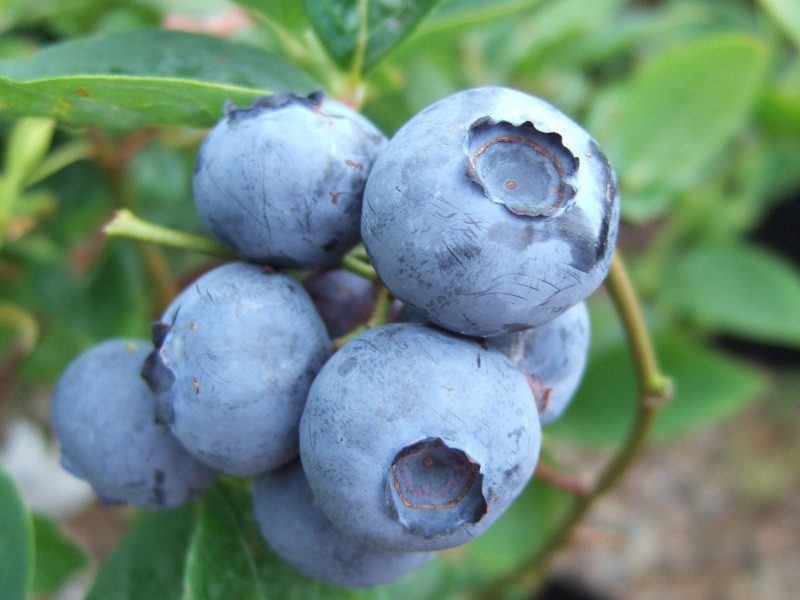 Голубика БЛЮКРОП (Bluecrop) 2 года