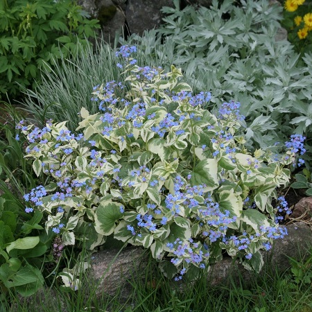 Бруннера крупнолистная ВАРИЕГАТА (Variegata) — изображение 2