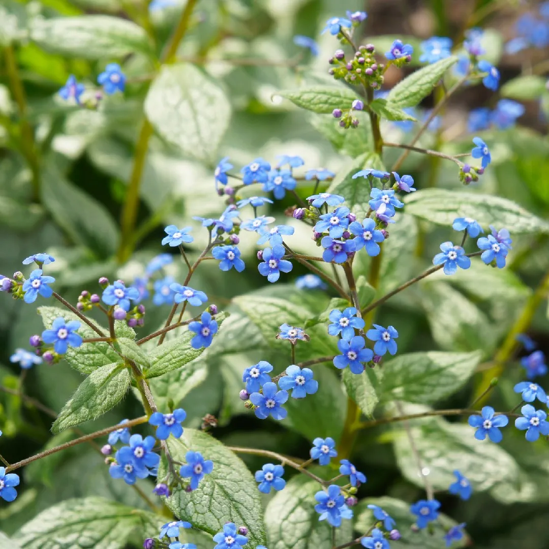 Бруннера крупнолистная ВАРИЕГАТА (Variegata) — изображение 3