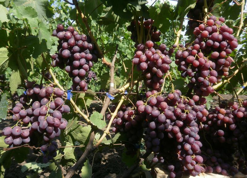 Виноград ПАМЯТИ УЧИТЕЛЯ — изображение 2