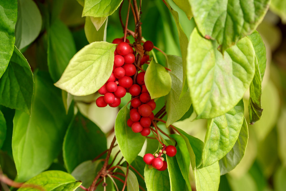 Schisandra chinensis or five-flavor berry on a branch. Fresh red ripe berries on green leaves in garden.