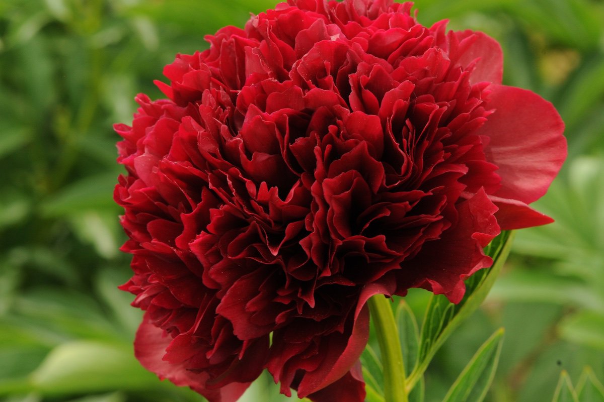 Пион РЕД ГРЕЙС (Red Grace)