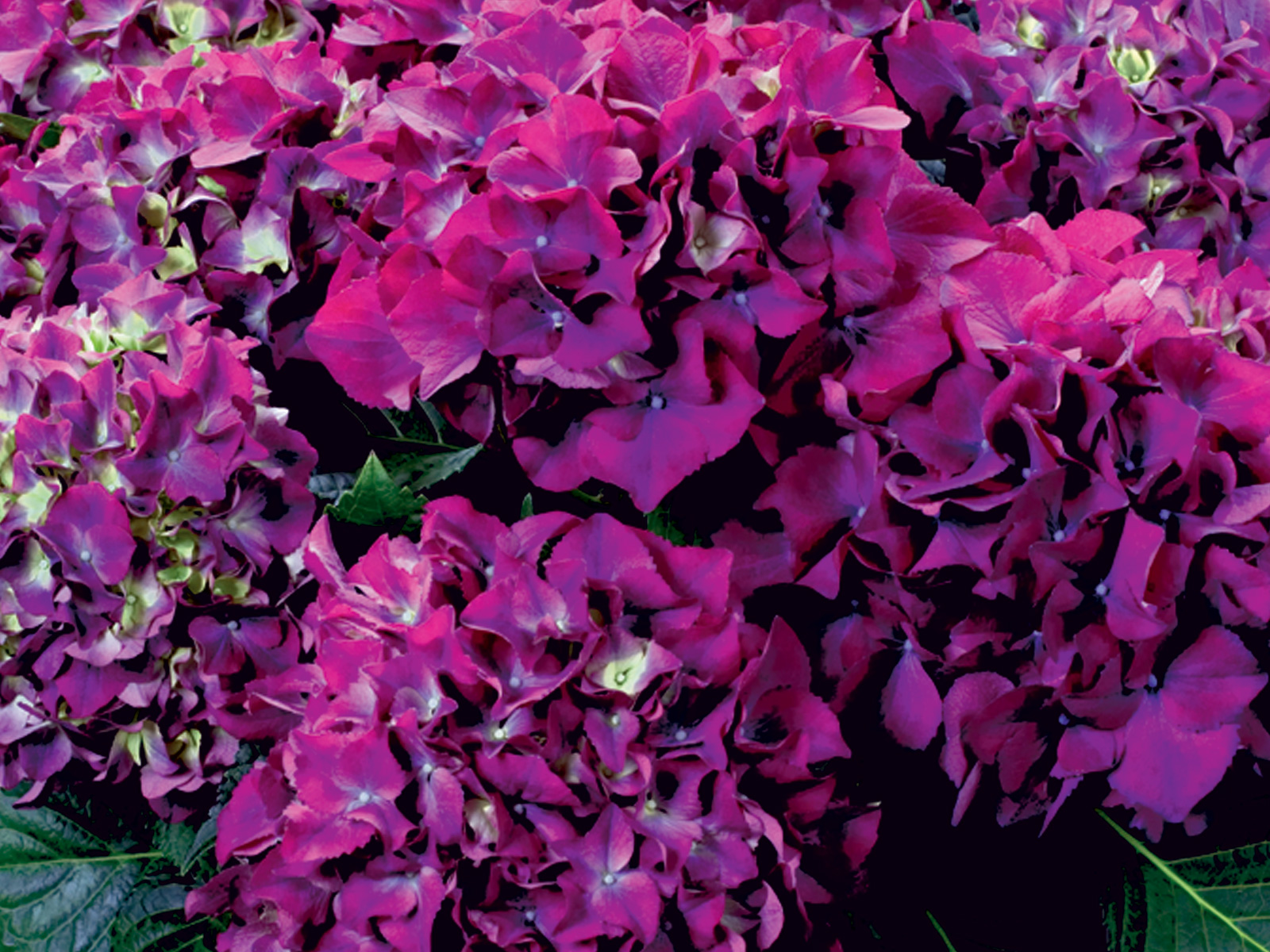 Гортензия крупнолистная РЕД БЬЮТИ ПАРПЛ (Red Beauty Purple) — изображение 2