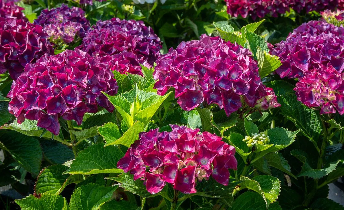 Гортензия крупнолистная РЕД БЬЮТИ ПАРПЛ (Red Beauty Purple) — изображение 4