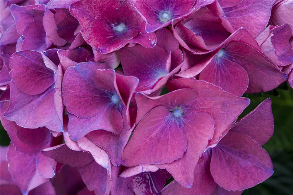 Гортензия крупнолистная РЕД БЬЮТИ ПАРПЛ (Red Beauty Purple) — изображение 3
