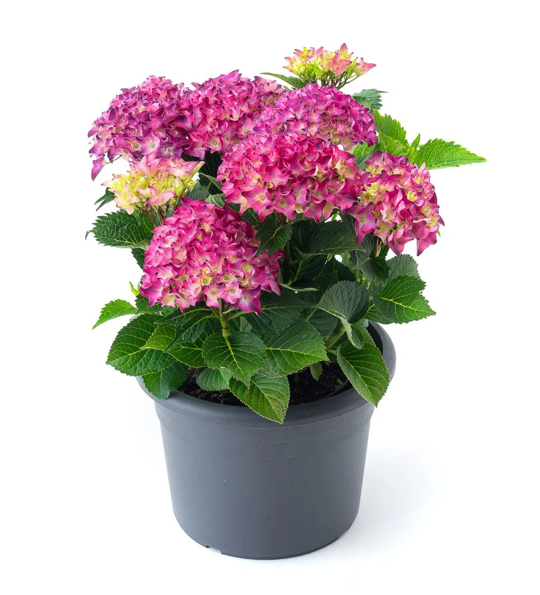 Гортензия крупнолистная РОЯЛ РЕД ЛИЛАС (Royal Red Lilas) — изображение 3