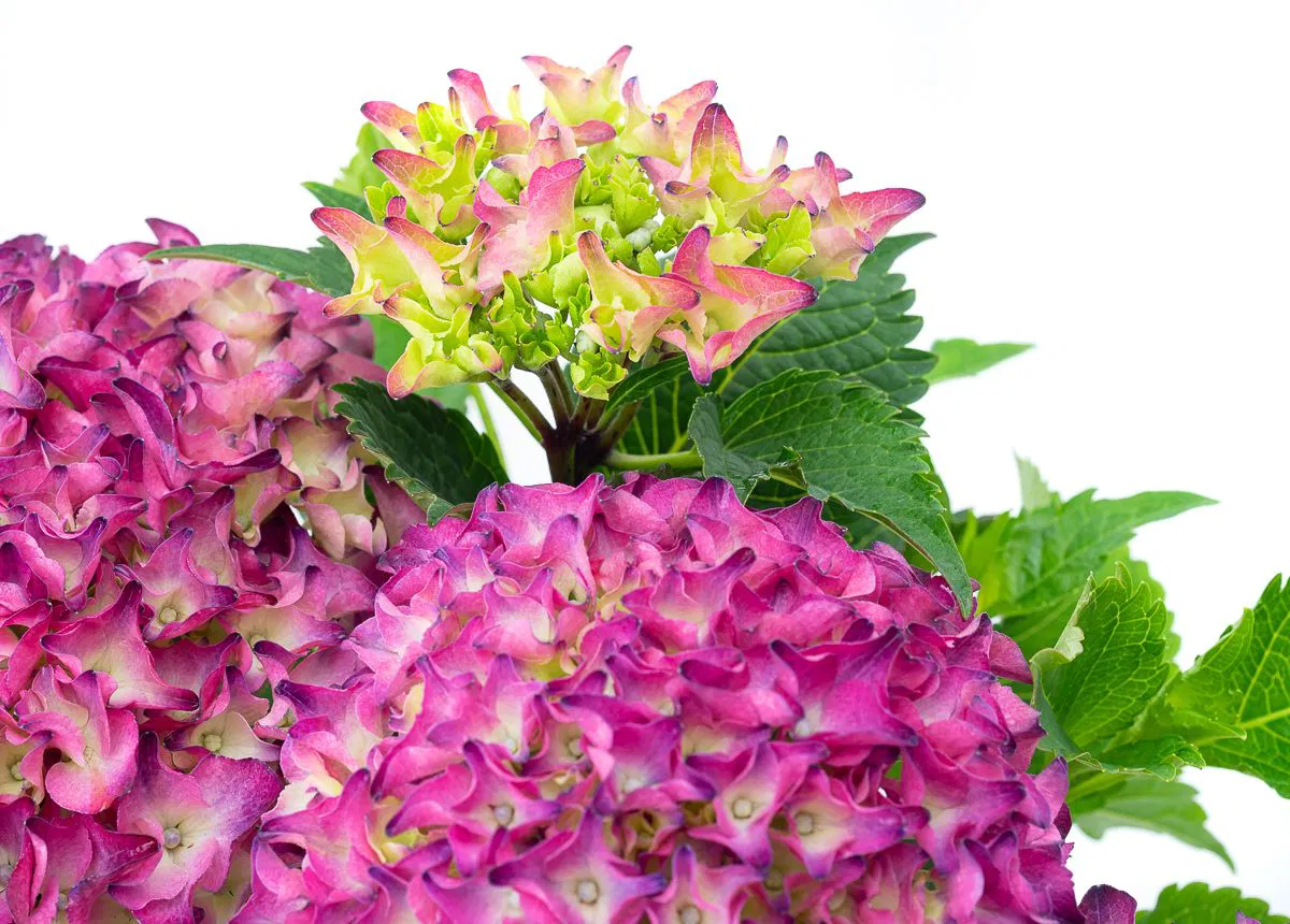 Гортензия крупнолистная РОЯЛ РЕД ЛИЛАС (Royal Red Lilas) — изображение 2