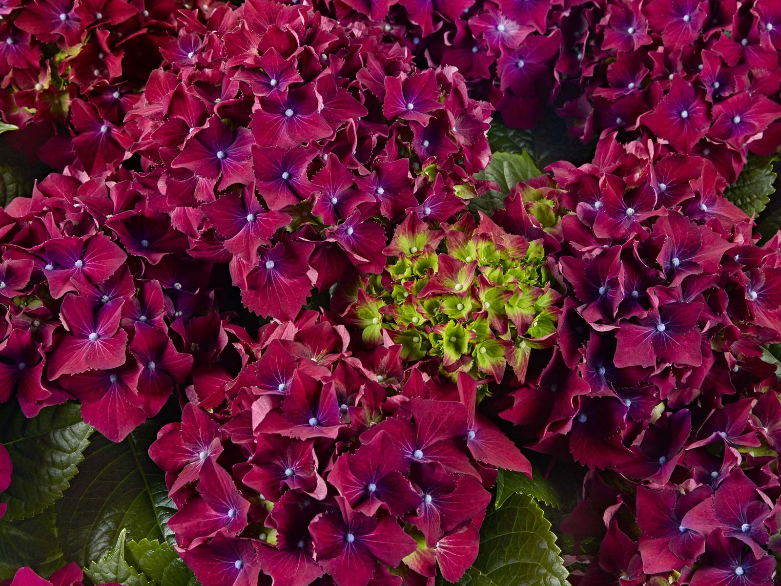 Гортензия крупнолистная РОЯЛ РЕД ПАРПЛ (Royal Red Purple) — изображение 2