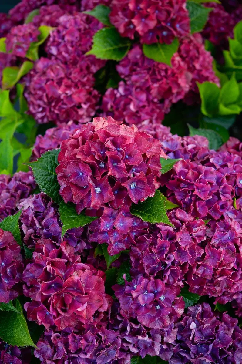 Гортензия крупнолистная РОЯЛ РЕД ПАРПЛ (Royal Red Purple) — изображение 3