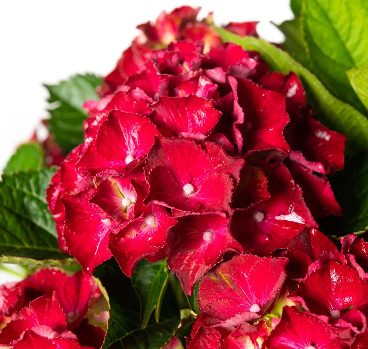 Гортензия крупнолистная РОЯЛ РЕД (Royal Red), P9 — изображение 3
