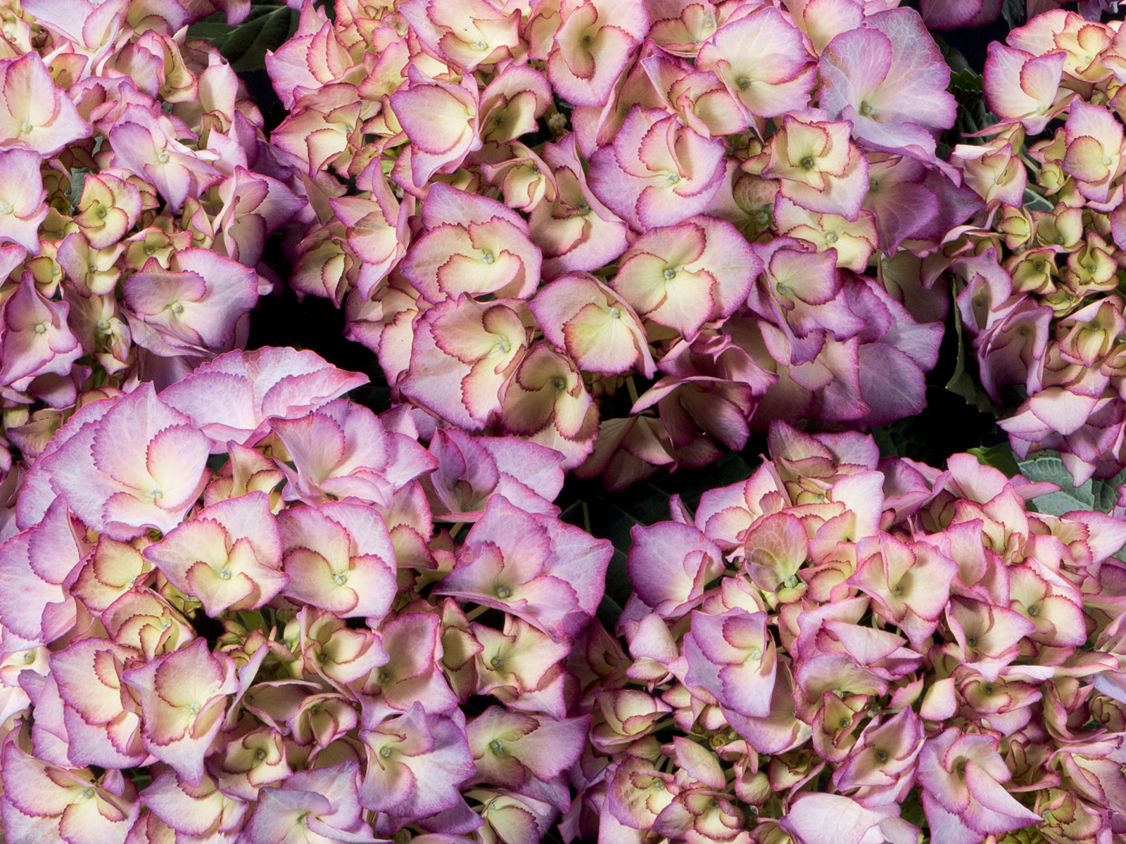 Гортензия крупнолистная АДУЛА ПАРПЛ (Adula Purple), P9 — изображение 3