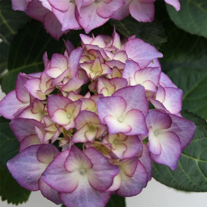 Гортензия крупнолистная АДУЛА ПАРПЛ (Adula Purple), P9 — изображение 4