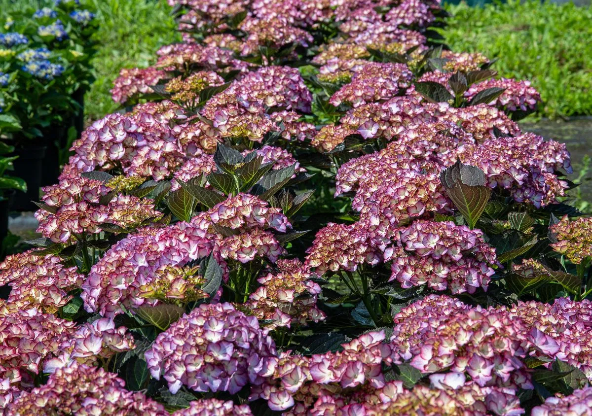 Гортензия крупнолистная АДУЛА ПАРПЛ (Adula Purple), P9 — изображение 6