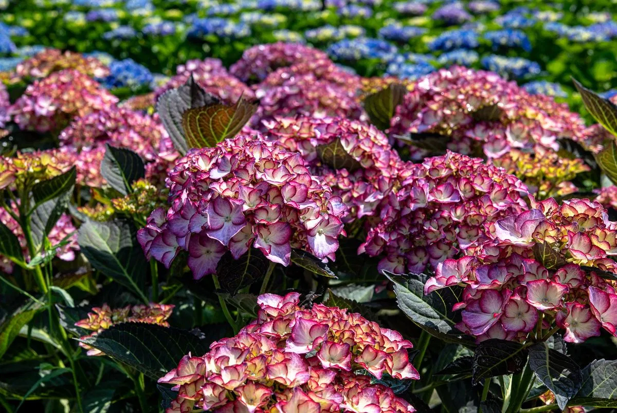Гортензия крупнолистная АДУЛА ПАРПЛ (Adula Purple), P9 — изображение 5