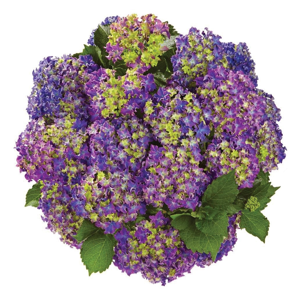 Гортензия крупнолистная КУРЛИ СПАРКЛ (Curle sparkle),P9